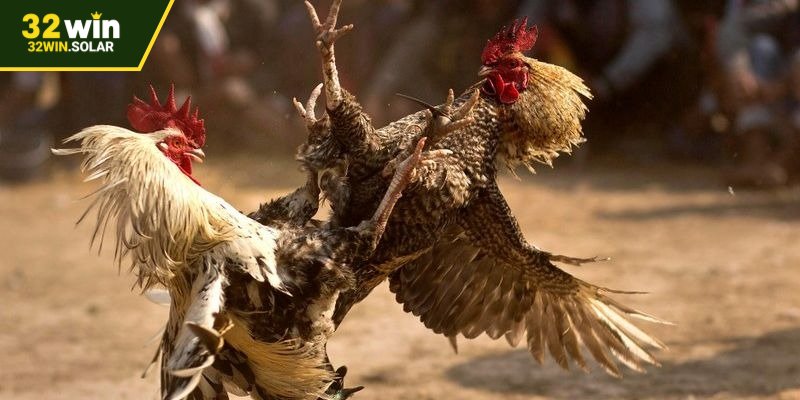 Đá Gà Campuchia – Thể Loại Tranh Tài Hấp Dẫn Trực Tuyến