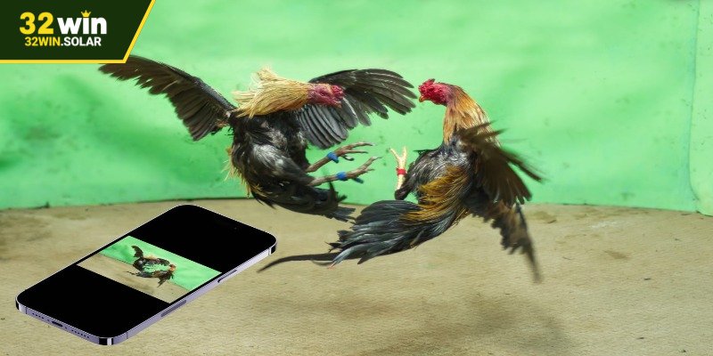 Đá Gà Thomo – Trải Nghiệm Trực Tuyến Đầy Kịch Tính