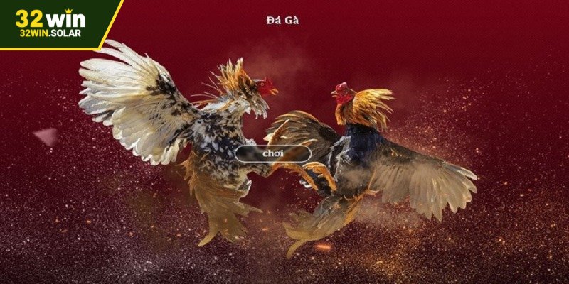 Điều kiện để chiến kê có thể tham gia thi đấu